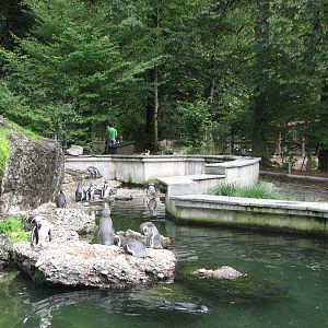Tierpark Dählhölzli 2006 - Humboldt Penguin exhibit