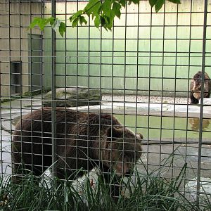 Tierpark Dählhölzli 2006 - Off-exhibit Brown Bear facility