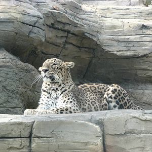 Tierpark Dählhölzli 2006 - Persian Leopard