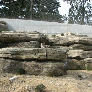 Tierpark Dählhölzli 2006 - Inside the Persian Leopard exhibit