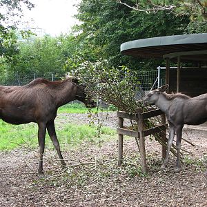 Tierpark Dählhölzli 2006 - Moose and calf