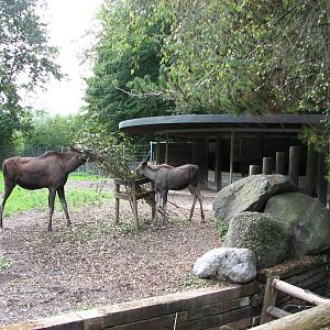 Tierpark Dählhölzli 2006 - Moose and calf and part of the exhibit