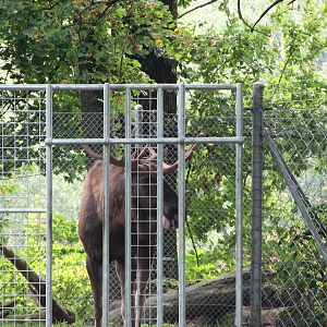 Tierpark Dählhölzli 2006 - Moose bull in his own enclosure