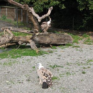 Tierpark Dählhölzli 2006 - Open-air Griffon Vulture exhibit