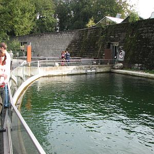 Tierpark Dählhölzli 2006 - One of the Common Seal pools