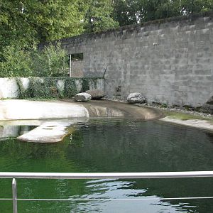 Tierpark Dählhölzli 2006 - One of the Common Seal pools