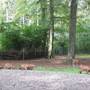 Tierpark Dählhölzli 2006 - Paddock for a big Mufflon group