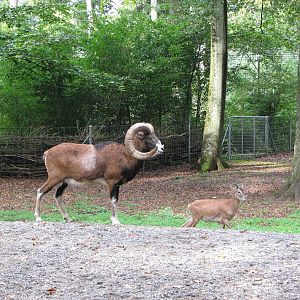 Tierpark Dählhölzli 2006 - Mufflon buck and kid