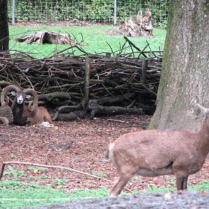 Tierpark Dählhölzli 2006 - Mufflon buck and doe