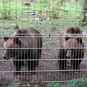 Tierpark Dählhölzli 2006 - Curious Brown Bears