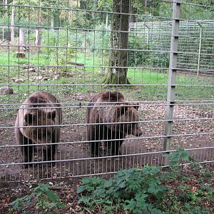 Tierpark Dählhölzli 2006 - Curious Brown Bears and part of their enclosure