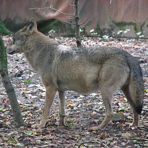 Tierpark Dählhölzli 2006 - Wolf