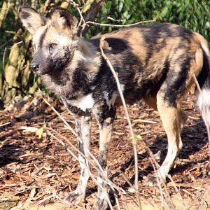 African Hunting Dog