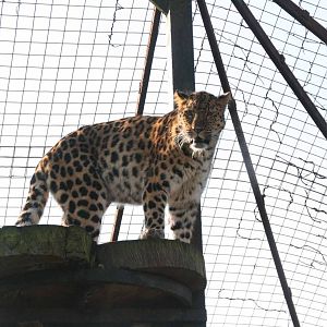 Male Amur Leopard