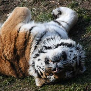 Amur Tiger relaxing in the Winter sunshine