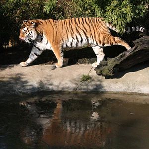 Amur Tiger reflection.