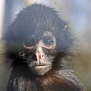 Black Spider Monkey