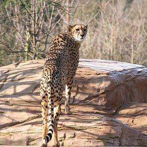 Female Cheetah called Uria