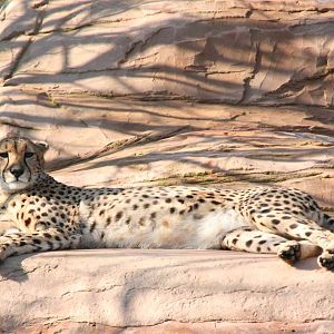 Female Cheetah called Uria
