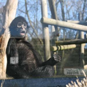 Columbian Black Spider Monkey