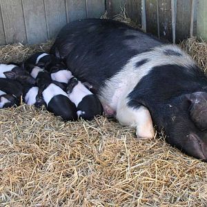 Essex Pig and Piglets