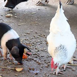 Essex Piglet and Chicken