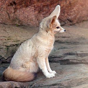 Fennec Fox