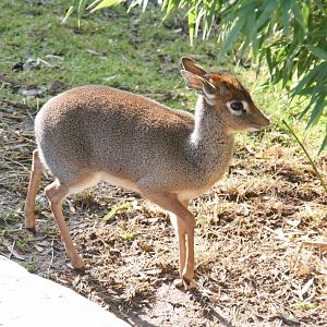 Kirk's Dik Dik