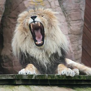 Lion shows his teeth.