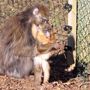 Adult Mandrill with young Mandrill