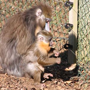 Adult Mandrill with young Mandrill