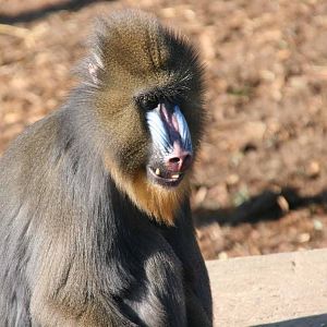 Mandrill