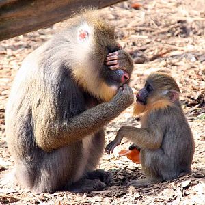 Mandrill turns a blind eye