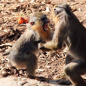 Mandrill young play fighting
