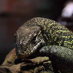 Nile Monitor Lizard