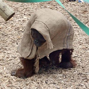 Orangutan goes under cover
