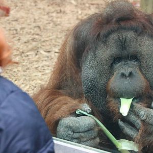 Orangutan eating