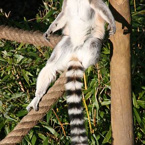 Ring Tailed Lemur takes it easy