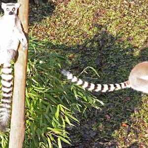 Ring Tailed Lemur relaxing while another jumps