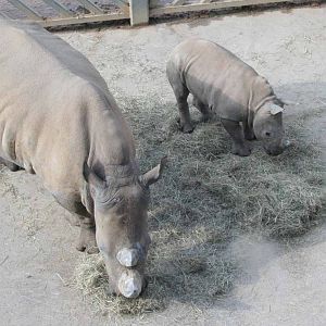 Cynthia and Zamba, Southern White Rhinos