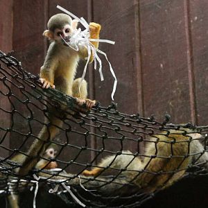 Squirrel Monkey playing with shredded paper
