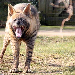 Striped Hyena shows its teeth