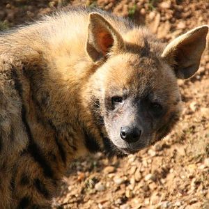 Striped Hyena