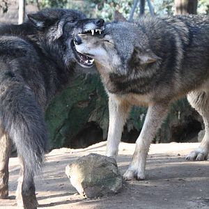 Timber Wolves playing