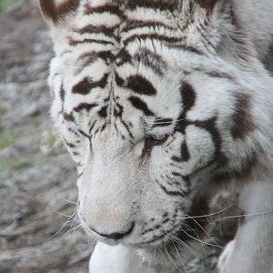Sasha male White Tiger