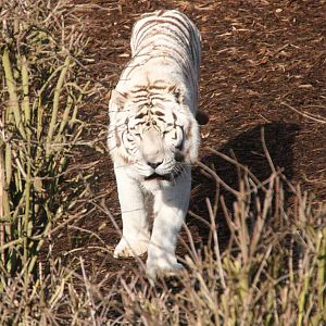 Sasha male White Tiger