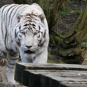Sasha male White Tiger