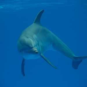 Bottlenosed dolphin - Zoo Barcelona