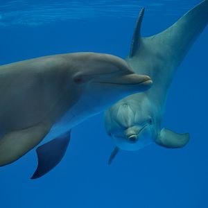 Bottlenosed dolphins - Zoo Barcelona