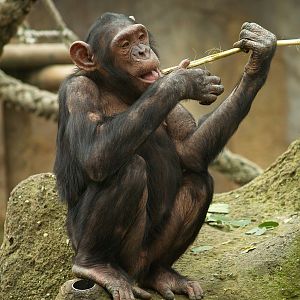 Chimpanzee - Zoo Barcelona